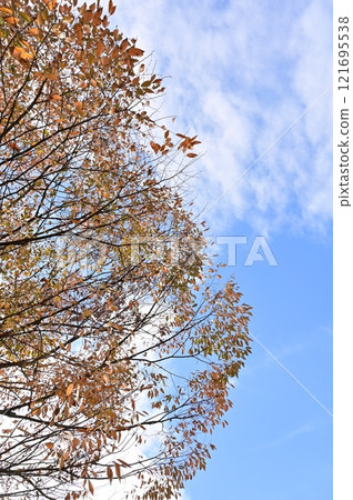 櫸樹（榆科、櫸屬）的秋葉 121695538