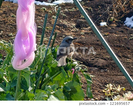 A brown-eared bulbul snacking on vegetables 121695657