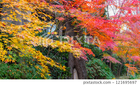 Scenic Autumn Road Near Shimogamo Shrine, Kyoto, Japan. 121695697