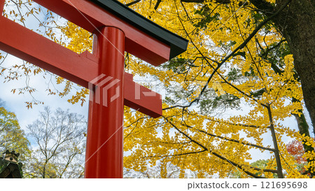 Red Torii Gate and Ginkgo Trees in Kyoto, Japan. Red Torii Gate and Ginkgo Trees in Kyoto, Japan. 121695698