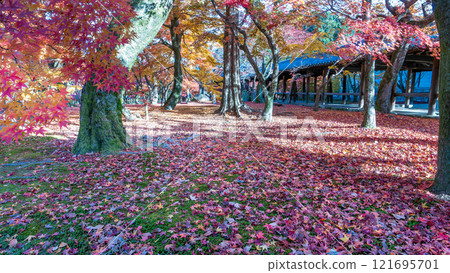 Autumn Leaves Carpet at Tofuku-ji Temple, Kyoto. 121695701