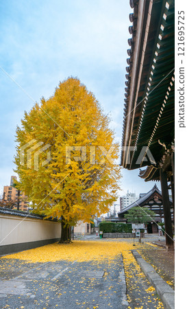 Golden Ginkgo Tree at Kyoto Honpoji Temple in Autumn. Golden Ginkgo Tree at Kyoto Honpoji Temple in Autumn. 121695725
