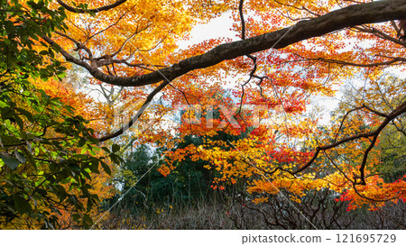 Autumn Foliage at Ryoanji Temple, Kyoto, Japan. Autumn Foliage at Ryoanji Temple, Kyoto, Japan. 121695729