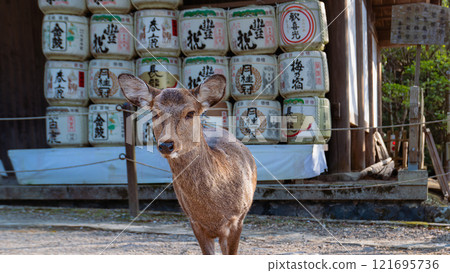 Deer in Front of Sake Barrels at Kasuga Taisha Shrine, Kyoto, Japan. 121695736