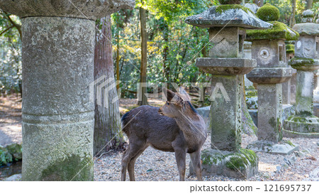 Deer Among Ancient Stone Lanterns at Kasuga Taisha Shrine, Kyoto, Japan. 121695737