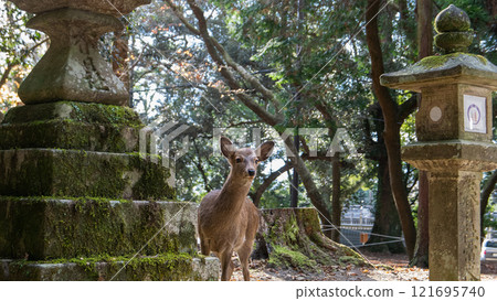 Deer Among Ancient Stone Lanterns at Kasuga Taisha Shrine, Kyoto, Japan. 121695740