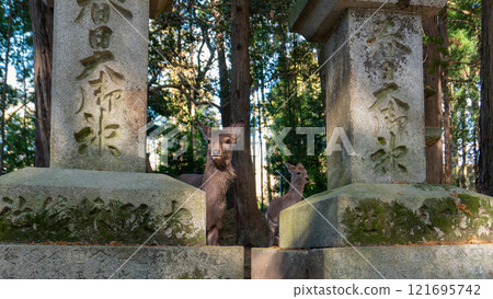 Deer Among Ancient Stone Lanterns at Kasuga Taisha Shrine, Kyoto, Japan. 121695742