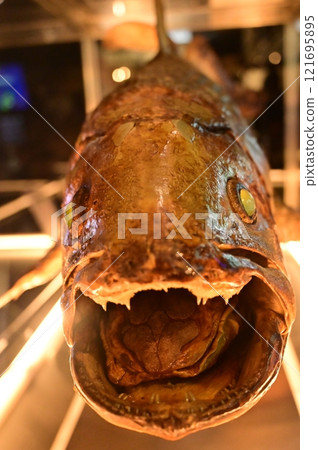 Display of a stuffed coelacanth (Numazu Deep Sea Aquarium) Display of a stuffed coelacanth (Numazu Deep Sea Aquarium) 121695895