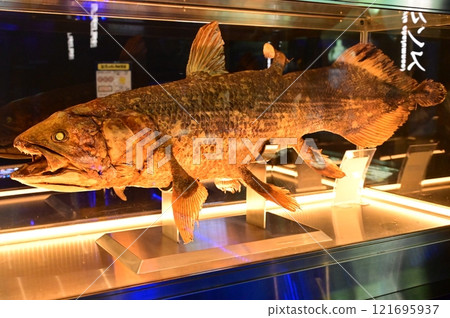 Display of a stuffed coelacanth (Numazu Deep Sea Aquarium) 121695937
