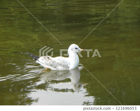 Winter migratory bird, black-headed gull, at Hamanoike Pond in Inage Seaside Park Winter migratory bird, black-headed gull, at Hamanoike Pond in Inage Seaside Park 121696053