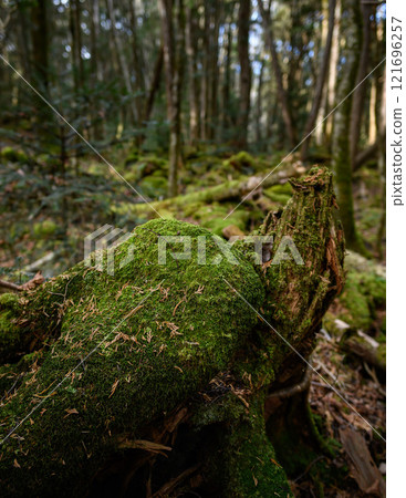 森林深處，青木原樹海（恐懼、迷失、迷失的形象） 121696257