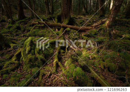 森林深處，青木原樹海（恐懼、迷失、迷失的形象） 121696263