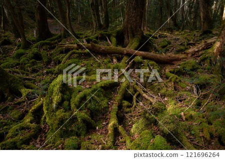 森林深處，青木原樹海（恐懼、迷失、迷失的形象） 121696264