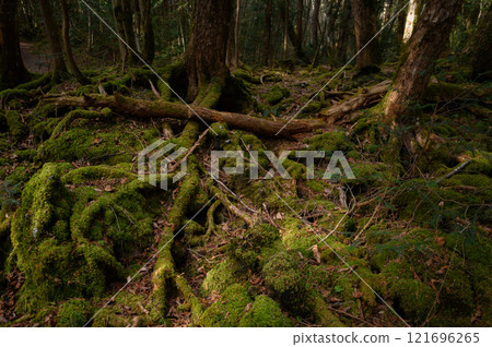 森林深處，青木原樹海（恐懼、迷失、迷失的形象） 121696265