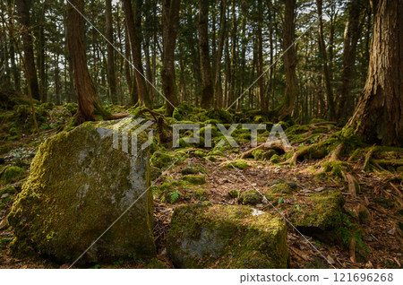 森林深處,青木原樹海(恐懼、迷失、迷失的形象) 森林深處,青木原樹海(恐懼、迷失、迷失的形象) 121696268