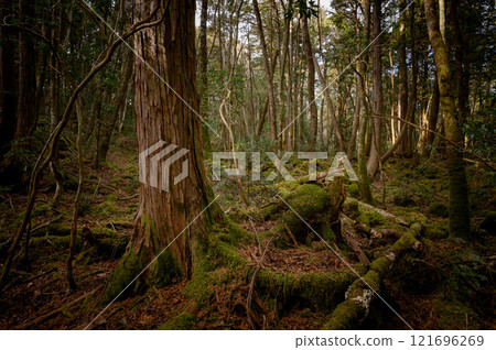 森林深處，青木原樹海（恐懼、迷失、迷失的形象） 121696269