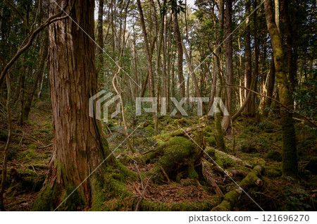 森林深處,青木原樹海(恐懼、迷失、迷失的形象) 森林深處,青木原樹海(恐懼、迷失、迷失的形象) 121696270