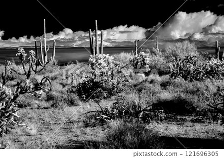 Sonora Desert Arizona in Infrared Sonora Desert Arizona in Infrared 121696305