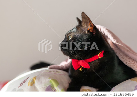 Black cat  121696499