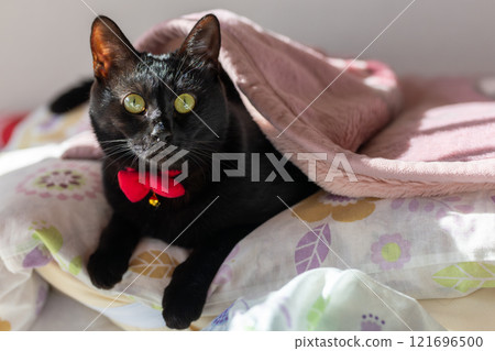 Black cat Black cat 121696500
