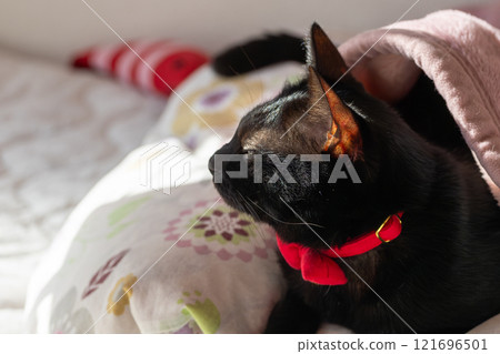 Black cat Black cat 121696501