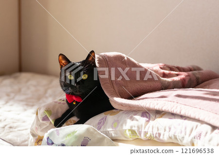 Black cat  121696538