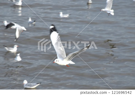 seagull evacuate in winter flying to feeding food on sea at red bridge travel location in Samutsakorn Thailand seagull evacuate in winter flying to feeding food on sea at red bridge travel location in Samutsakorn Thailand 121696542