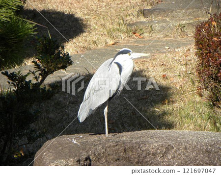 The large heron on the rocks at Hamanoike in Inage Seaside Park is a Grey Heron. 121697047