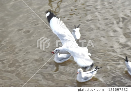 seagull evacuate in winter flying to feeding food on sea at red bridge travel location in Samutsakorn Thailand seagull evacuate in winter flying to feeding food on sea at red bridge travel location in Samutsakorn Thailand 121697282
