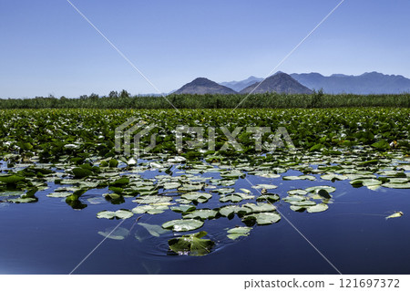Montenegro, Skadar Lake National Park and its nature reserve. 121697372