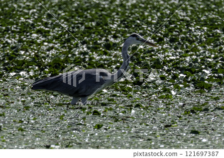 Montenegro, Skadar Lake National Park and its nature reserve. Grey Heron. 121697387