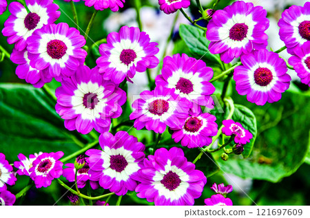Macro of flowers, highlighting their color and texture Macro of flowers, highlighting their color and texture 121697609