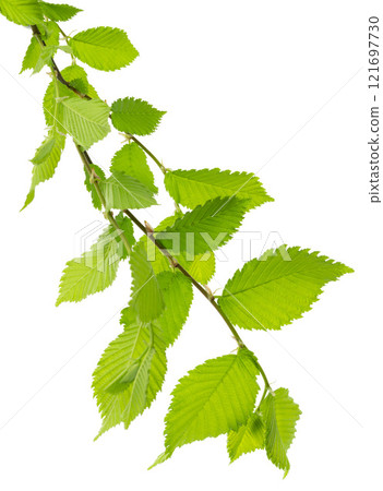 linden tree branch isolated on a white background with space for your text. Green leaves. spring background . Linden 121697730