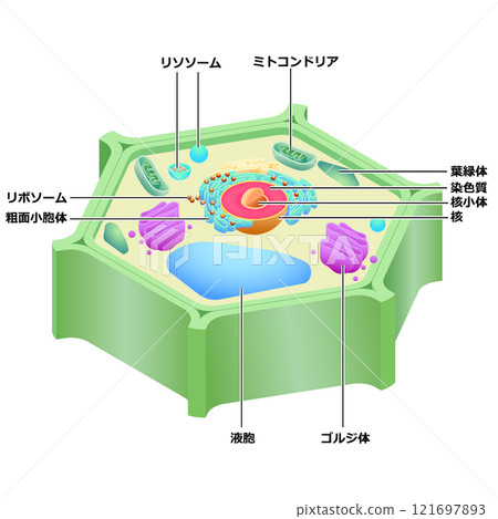 植物細胞結構 121697893