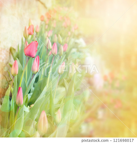 Summer grass background, summer grass field, bright green grass on the summer lawn lit by shining sunbeams. Summer. Summer grass background, summer grass field, bright green grass on the summer lawn lit by shining sunbeams. Summer. 121698017