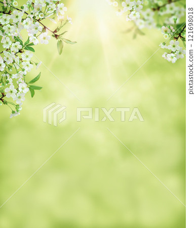 Spring cherry blossom, sakura flower blooming on springtime. banner for Spring or Summer sale. Spring cherry blossom, sakura flower blooming on springtime. banner for Spring or Summer sale. 121698018