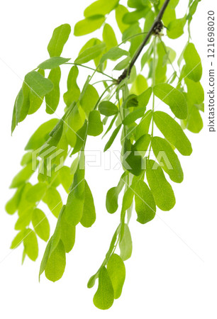 Acacia leaves isolated on white background. Green leaves of acacia tree. spring greenery isolated. fresh green leaves. 121698020