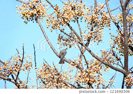 冬天：鵯啄食沉重的蜜果 121698306