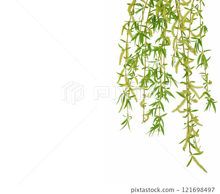 young twigs of willow isolated on white background. Pussy-willow branches with catkins. Spring foliage. Easter 121698497