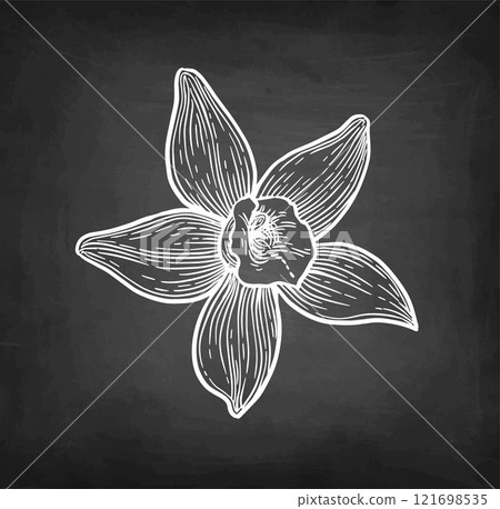 Vanilla flower chalk sketch. 121698535