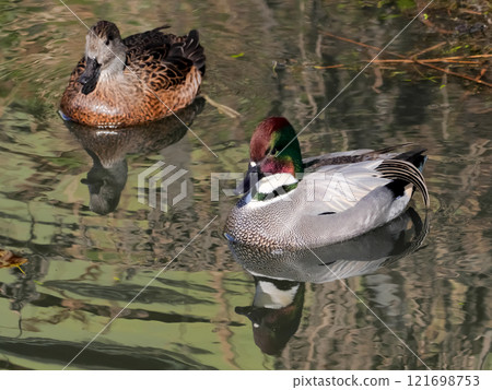 Family Anatidae, Family Anatidae, Genus Acantharia Family Anatidae, Family Anatidae, Genus Acantharia 121698753