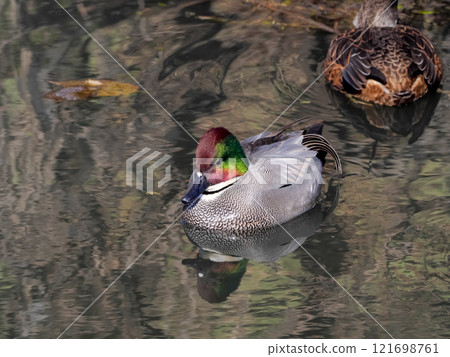 Family Anatidae, Family Mallard, Genus Mallard Family Anatidae, Family Mallard, Genus Mallard 121698761