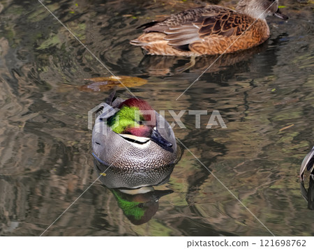 Family Anatidae, Family Anatidae, Genus Acantharia Family Anatidae, Family Anatidae, Genus Acantharia 121698762