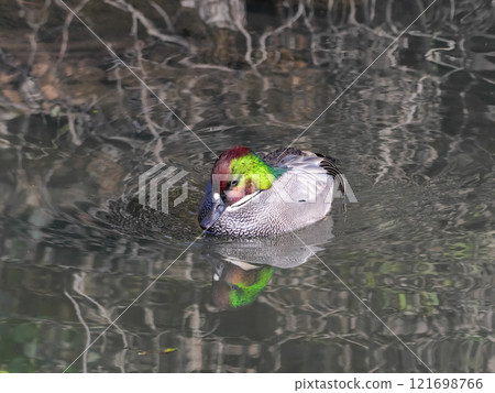 雁形目、雁形目、雁形目、雁形目 雁形目、雁形目、雁形目、雁形目 121698766