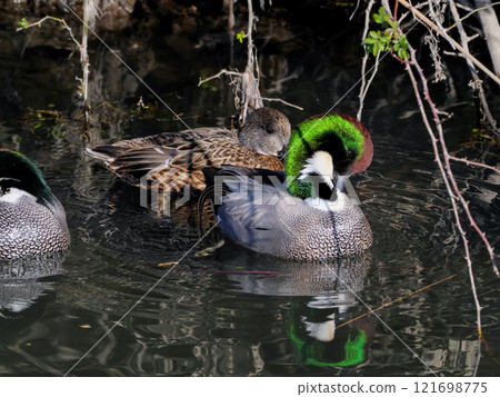 Family Anatidae, Family Anatidae, Genus Acantharia Family Anatidae, Family Anatidae, Genus Acantharia 121698775