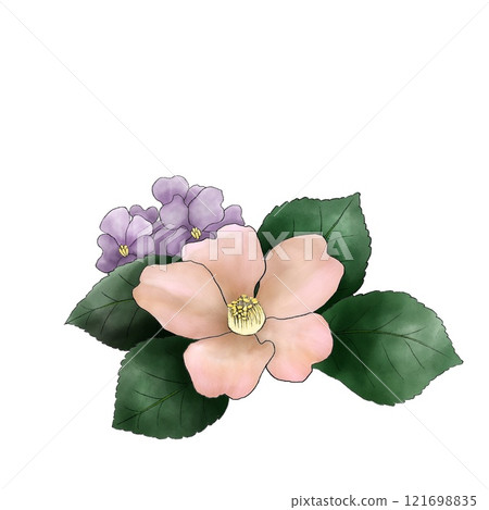 白色背景中的淡粉色山茶花和花蘿蔔花、淡粉色山茶花和一朵山茶花 121698835