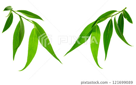Lovely spring willow foliage. Young branches with green leaves. Isolated. Nature is waking up. Greenery for decoration. 121699089