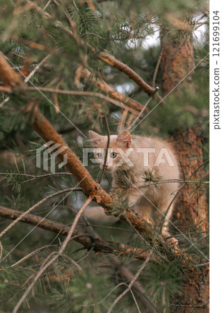 A curious and fluffy ginger kitten exploring outdoors climbing the pine tree. A curious and fluffy ginger kitten exploring outdoors climbing the pine tree. 121699104