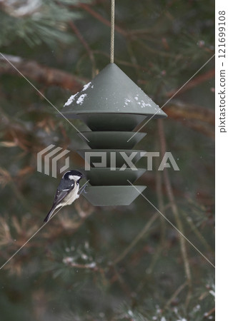 Wild birds on bird feeder with seed in winter. Focus on birds and feeder. Defocused background with trees. Nature concept.. 121699108