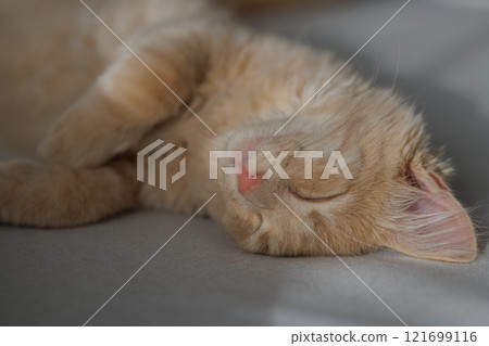 4 months old charming and charismatic ginger kitten lying and sleeping on the sofa. Domestic animal concept.. 4 months old charming and charismatic ginger kitten lying and sleeping on the sofa. Domestic animal concept.. 121699116